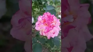 РОЗА КРАСОТКА💫 #дача #розы #rose #цветы