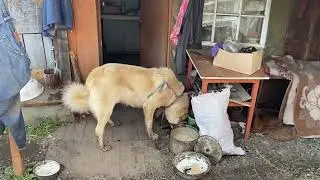 Отпустила собак побегать по огороду.