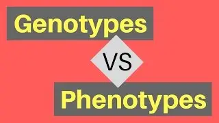 Genotype vs Phenotype | Understanding Alleles