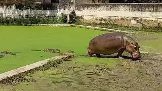 Hippo! || jolhosti! || How big size Jolhosti! | Hippo Family | Hippo in Zoo at Mirpur | BiBi Animals