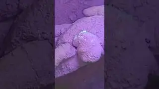 Just click and watch Full video #oddlysatisfying #satisfying #chalk #chunks #reforms#freshchalk