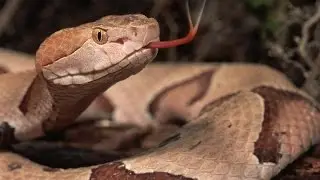 Yılanların Kulakları Var mıdır?