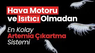 En KOLAY Artemia Çıkarma Yöntemi - Hava Motoru Yok Isıtıcı Yok