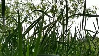 Не плач-не плач, Вербонько...