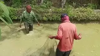 PEMINDAHAN 5000 EKOR IKAN NILA #budidaya #budidayaikan #kolam