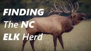 Finding the North Carolina Elk Herd in Cataloochee