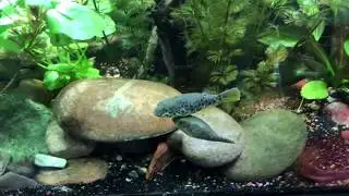 Spotted Congo Puffer - Spawning (Eggs) caught on video, Tetraodon schoutedeni 