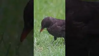 OM System OM-1 240fps Wildlife #shorts