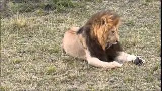 Cesar - Notch Coalition - Masai Mara Lion