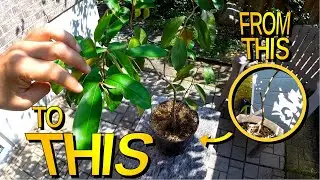 Shaping A Star Apple Tree Grown In A Pot In Cold Climate