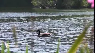 iNSANE video