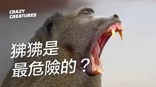 狒狒一直以來都被認為是最危險的？| 奇怪動物紀錄片