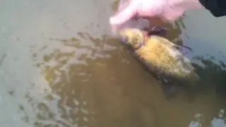 Откачиваем Линьков
