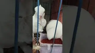 Pigeon