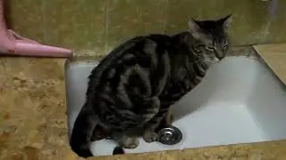 Коту насрать...