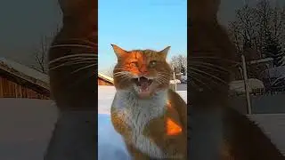 Фанта вернулся! ФАНТАзёр! ты меня называла FANTA_talking_cat 