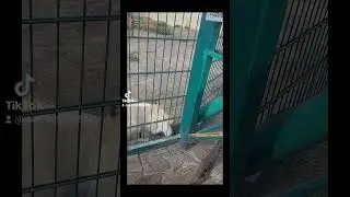 Лев