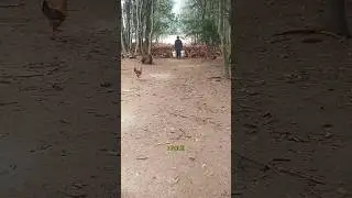 4,000 CHICKENS ON THE FARM!