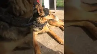 милая, но очень серьёзная собака