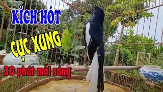 Choè than hót đấu giọng rừng CỰC SUNG Chòe Than Hót Giọng Rừng Kích Trống Căng Lửa hót | 