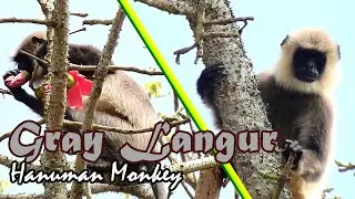 Gray Langur || Hanuman Monkey in Tholpetty || Wild Life