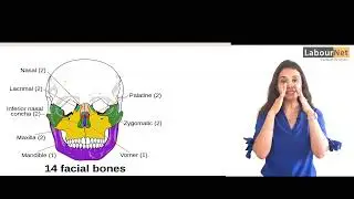 Anatomy and its importance for makeup.