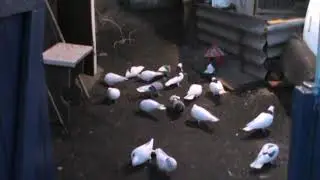Пермские голуби.