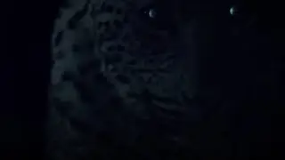 Africa's worst thief steals leopard's food.