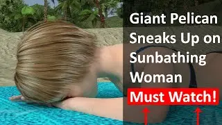 Woman's Relaxing Beach Day Interrupted by Surprise Pelican Attack