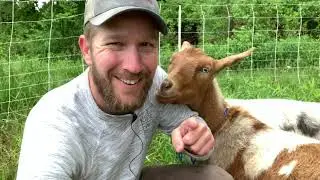 Goat Linger Grazing - June 2021