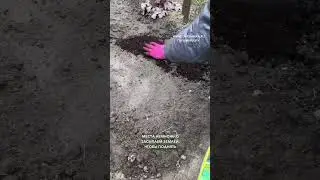 Как посадить газон в своем саду?