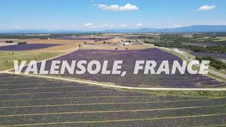 Lavender Fields by Drone, Valensole, France