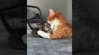 Adorable Cat Funny Moments