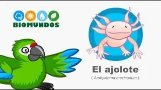 Leyenda - El origen del ajolote