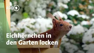 Eichhörnchen in den Garten locken: So funktioniert's | MDR