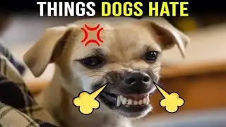 10 Human Habits Your Dog SECRETLY HATES | Must-Watch for Every Dog Owner!