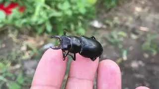 GEYİK BÖCEĞİ
