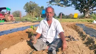 पपीता का पौधा लगाने का सही तरीका