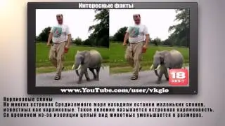 Карликовые животные