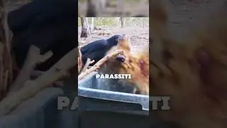 Why doesn't the kangaroo chase the crow away?