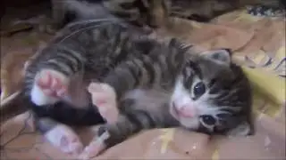 Две кошки одновременно вылизывают одного котёнка (видео без ремарки)