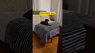 Innocent dog |#dogplaying #doglover #viraldog