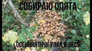 За опятами. В Подмосковный лес.