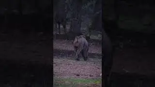 Gran Jabali Macho