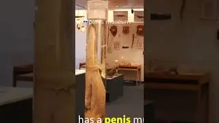 The Penis Museum 😃