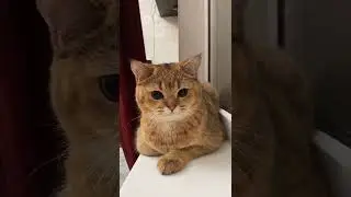 Cat Part 21.Подпишись