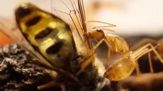 My Pet Carpenter Ants (Ants Australia Parody)