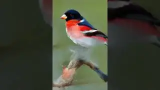 СнеГирЬ #Bullfinch  #прикол  #before