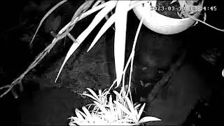 Fairy or Spirits Caught Playing at 3am! | Unidentified flying objects caught on Video