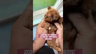 2024 is ending soon! #toypoodle #cutepuppy #shorts